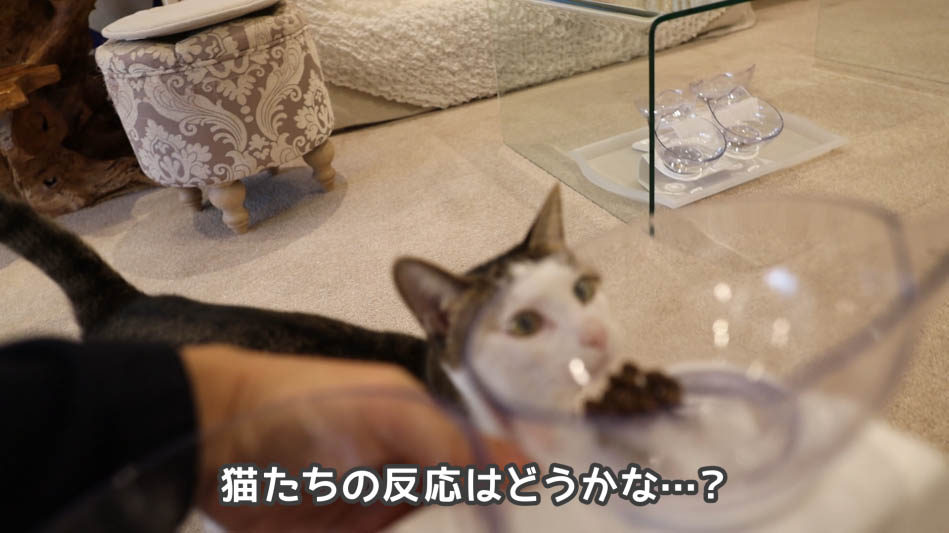 猫たちも大興奮!グランツキャットフードの動画で徹底レビュー - ね